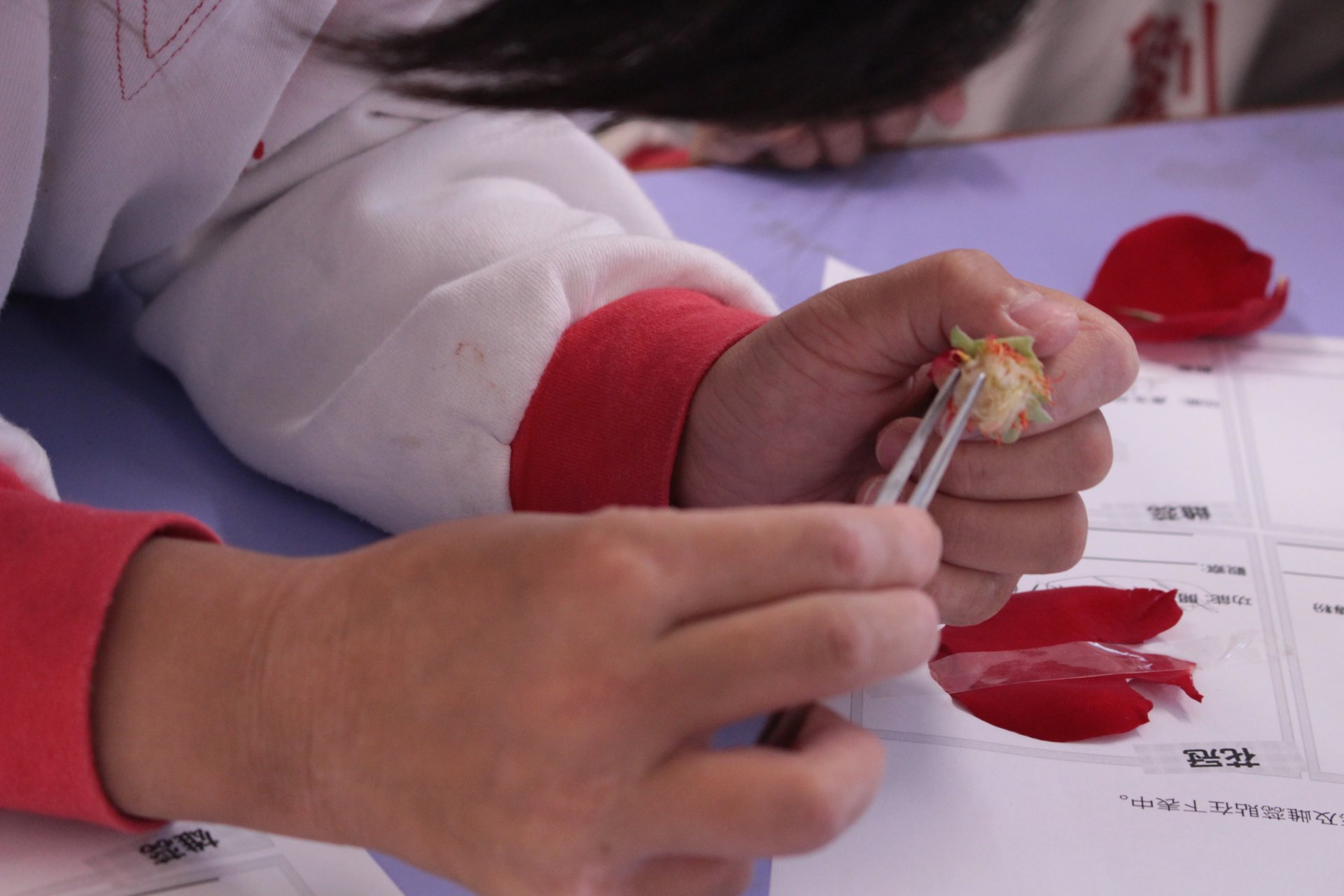 小三科學探索之旅: 花朵解密